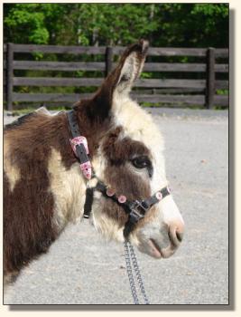 Click photo of miniature donkey to enlarge image