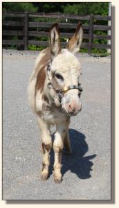 Click photo of miniature donkey to enlarge image