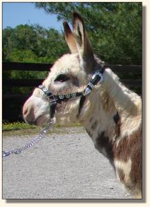 Click photo of miniature donkey to enlarge image