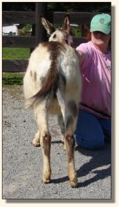 Click photo of miniature donkey to enlarge image