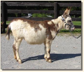Click photo of miniature donkey to enlarge image