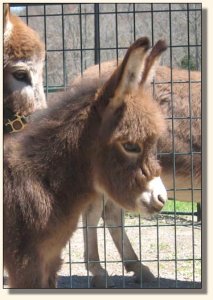 Click photo to enlarge image