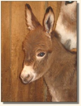 Wit's End Spring Fever