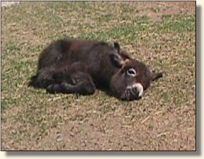 Wits End Sweet Abilene