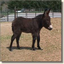 Wit s End Sweet Abilene