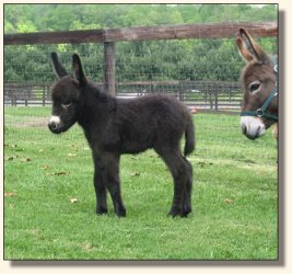 Wit's End Ahh-Cappella 2 days old