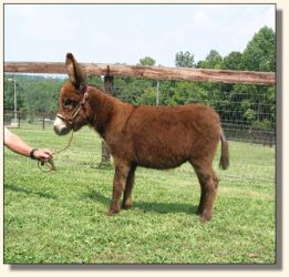 Wit's End Ahh-Cappella