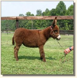 Wit's End Ahh-Cappella