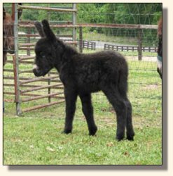 Wit's End And Black to Boot aka Annie