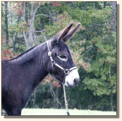 Arcadian Black Velvet