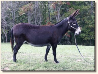 Arcadian Black Velvet