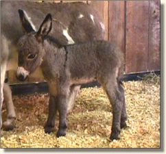 Wit's End Be-Bop-A-LuLa