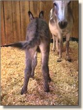 Wit's End Be-Bop-A-LuLa