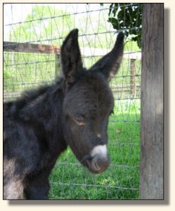 Wit's End Behind The 8-Ball