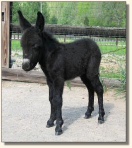 Wit's End Behind The 8-Ball