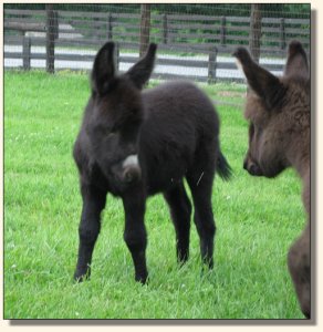 Behind The 8 Ball at a few weeks of age