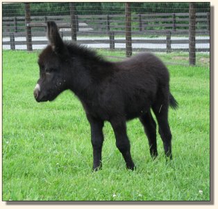 Behind The 8 Ball at a few weeks of age