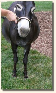 Big Woods Black Widow aka Fina