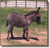 Blue Moon May 19th, 2002 (13,386 bytes)