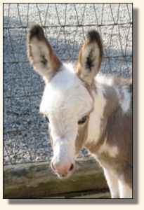 Wit's End Make Me Blush