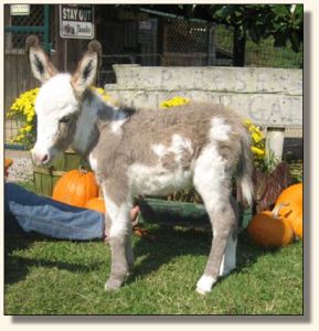 Wit's End Make Me Blush