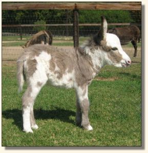 Wit's End Make Me Blush