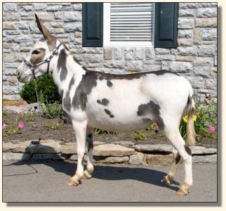 Big Woods LN Miss Bo Peep