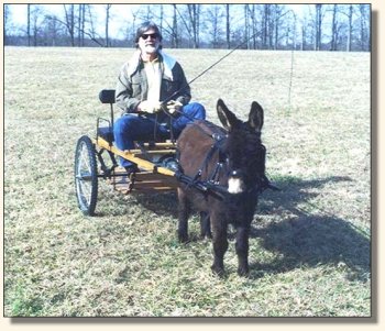 Bob & Circle C Komotion at the Carriage Club Pleasure Driving Day