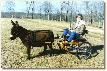 Bob & Circle C Komotion at the Carriage Club Pleasure Driving Day