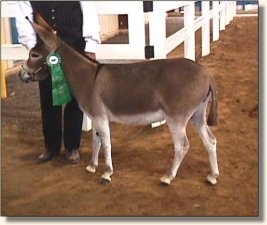 Bridget wins 6th in 3 Year Old Jennets at the Cheers For Ears Show!