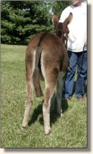 Sunset Acres Brite Eyes