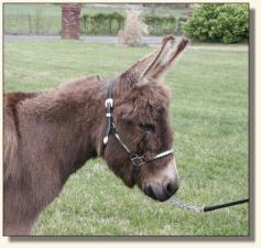 Windcrest Little Calliope