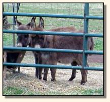 Wit's End Farm Chico & Wit's End Farm Felina, miniature donkeys for sale (12,076 bytes)