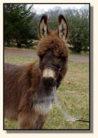 Wit's End Farm Chico (6353 bytes)