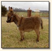 Wit's End Chico (9278 bytes)