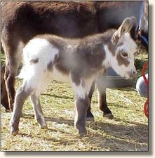 Wit's End Chips Ahoy