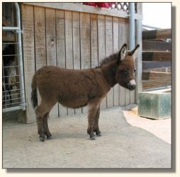 Wit's End Cover Girl