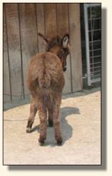 Wit's End Cover Girl