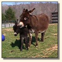 Wits End Dayle Rio (10,733 bytes)