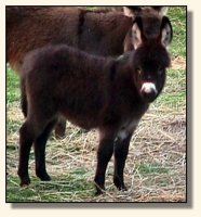 Wit's End Dayle Rio May 2002 (12,288 bytes)