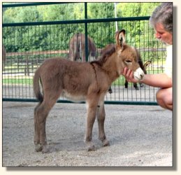 Wit's End Dino-Might