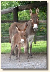 Wit's End Dino-Might