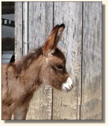 Wit's End Dino-Might