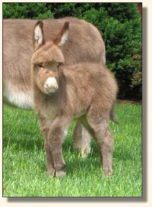 Click photo to enlarge