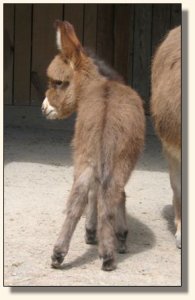 Click photo to enlarge