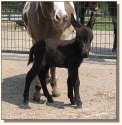 Wit's End Filthy Rich