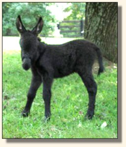 Wit's End Black Tie Affair, aka Ty