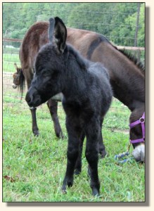 Wit's End Black Tie Affair, aka Ty
