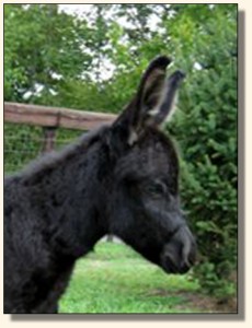 Wit's End Black Tie Affair, aka Ty