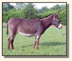 Half Ass Acres Flo Jo (12,286 bytes)